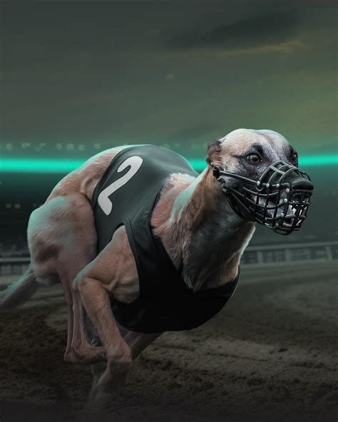 greyhound odds calculator|Today’s Greyhound Racecards & Betting Odds .